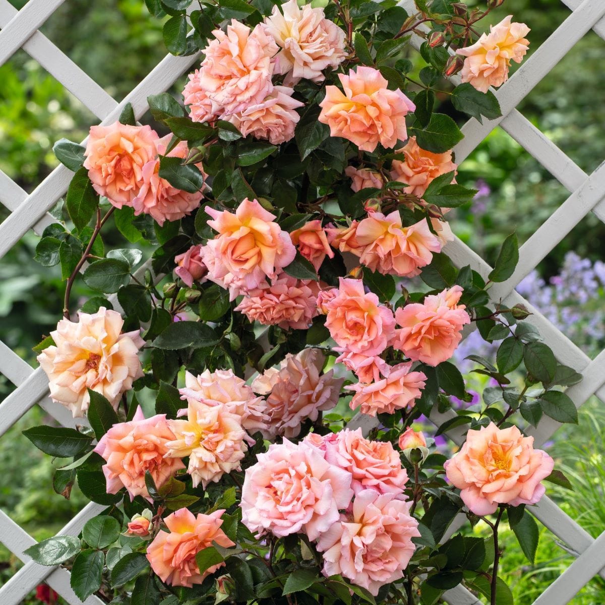 dt-brown FLOWER PLANTS Rose Compassion (Climber) Plants