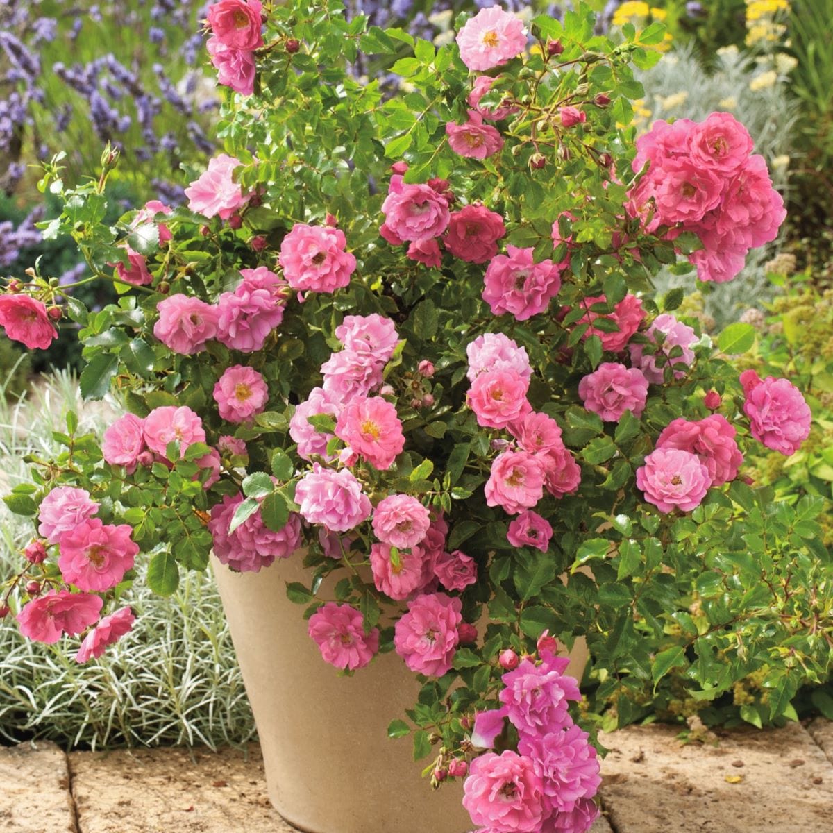 dt-brown FLOWER PLANTS Rose Flower Carpet Pink (Ground Cover) Plants