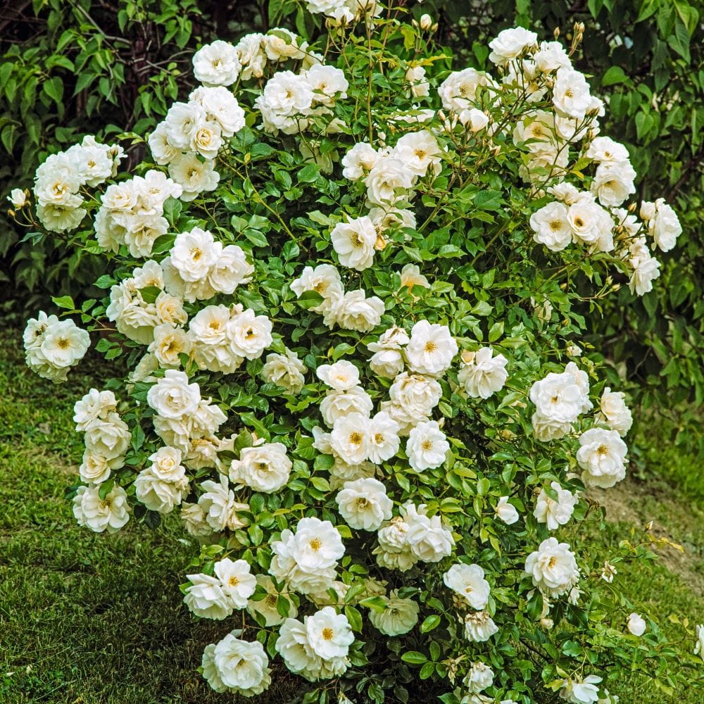 dt-brown FLOWER PLANTS Rose Iceberg (Climber) Plants