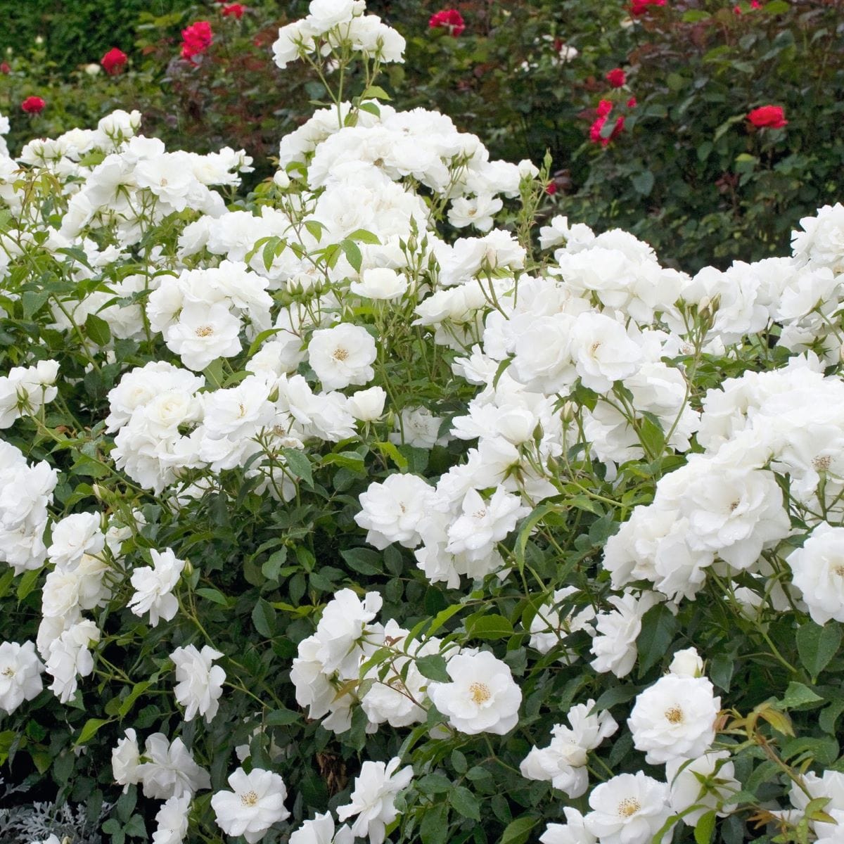 dt-brown FLOWER PLANTS Rose Iceberg (Climber) Plants