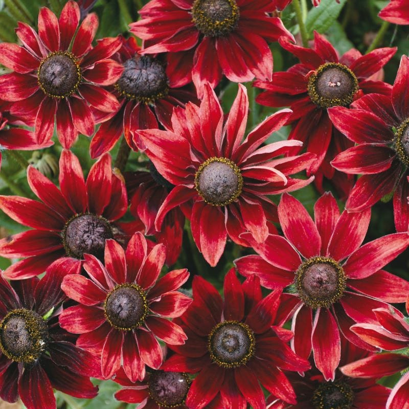 dt-brown FLOWER SEEDS Rudbeckia Cherry Brandy Flower Seeds