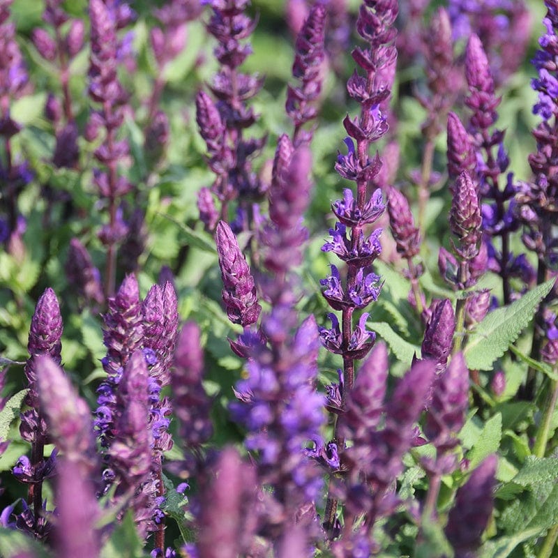 dt-brown FLOWER PLANTS Salvia Salvatore Blue Flower Plants