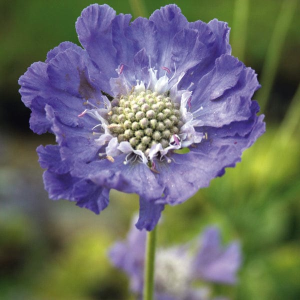 dt-brown FLOWER PLANTS Scabious caucasia Perfecta Blue Potted Flower Plant