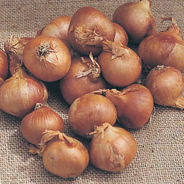 dt-brown ONIONS/GARLIC/SHALLOTS Shallot Golden Gourmet AGM Bulbs