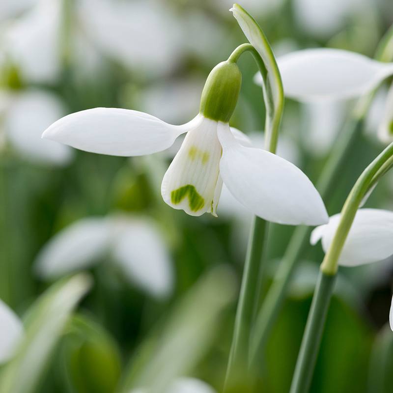 dt-brown FLOWER BULBS Galanthus elwesii Bulbs