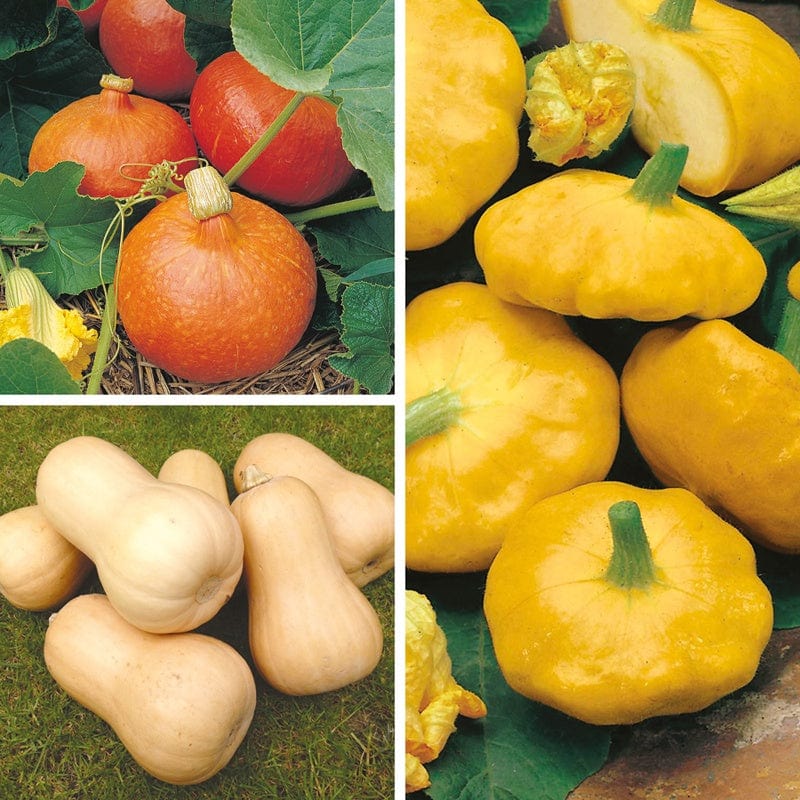 dt-brown VEGETABLE PLANTS Squash 9cm Plant Collection