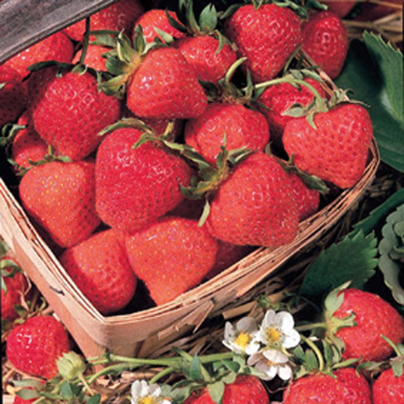 dt-brown FRUIT 12 A+ grade runners Strawberry Cambridge Favourite AGM A+ Grade Fruit Plants