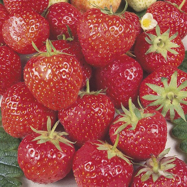 dt-brown 10 A+ Grade Runners Strawberry Royal Sovereign A+ Grade Fruit Plants (Mid Season)