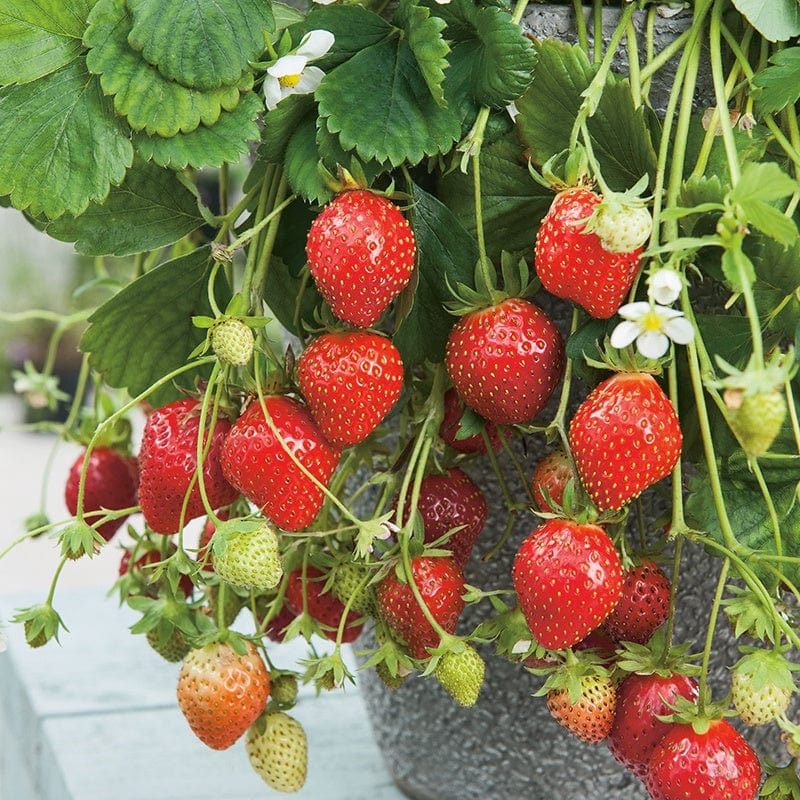 dt-brown FRUIT Strawberry Mara des Bois Plants (Everbearer)