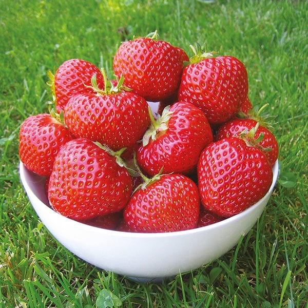 dt-brown FRUIT Strawberry Fenella A Grade Fruit Plants (Late Season)