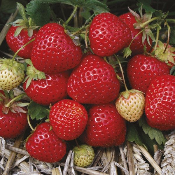 dt-brown FRUIT Elegance A+ Grade Strawberry Plants (Mid Season)