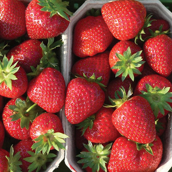 dt-brown FRUIT Strawberry Malwina A+ Grade Fruit Plants (Late Season)