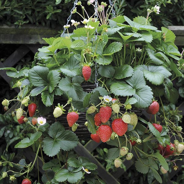 dt-brown FRUIT 20 Plants Strawberry Elan F1 Fruit Plants