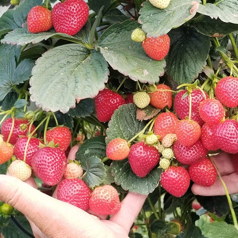 dt-brown 6 Plants Strawberry Malling Champion Fruit Plants