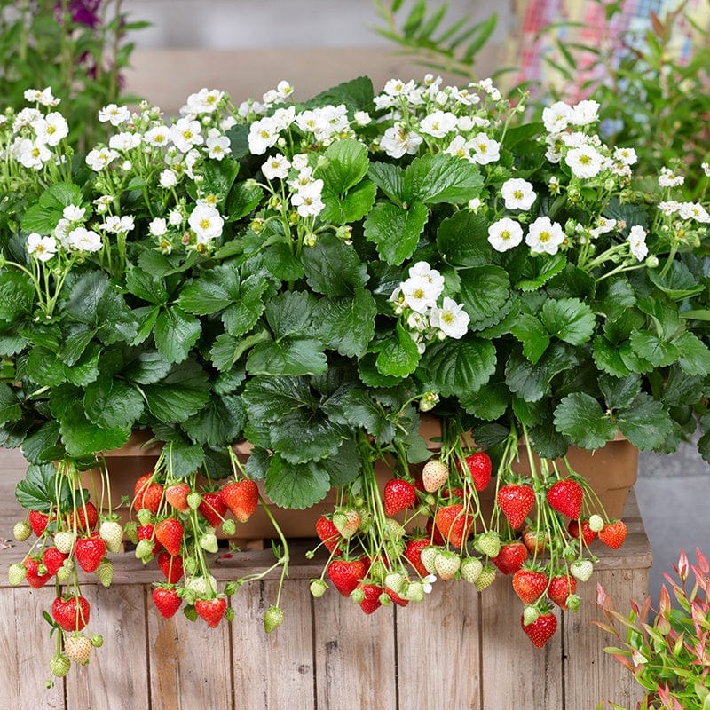 dt-brown FRUIT Strawberry Summer Breeze Snow Fruit Plants