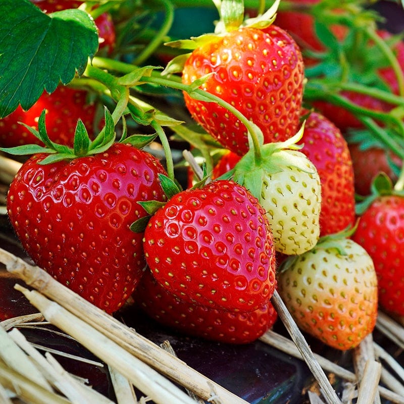 dt-brown FRUIT Strawberry Allegro A+ Grade Fruit Plants