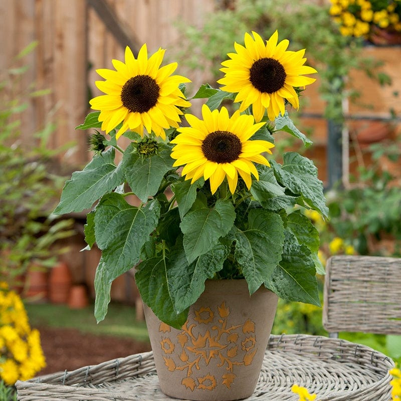 dt-brown FLOWER PLANTS Sunflower Sunbuzz F1 Plug Plants