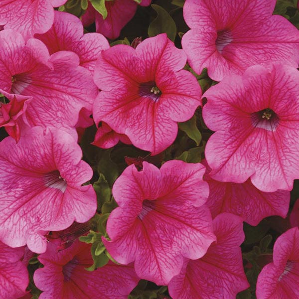 dt-brown 5 young plants Surfinia Petunias Hot Pink Flower Plants