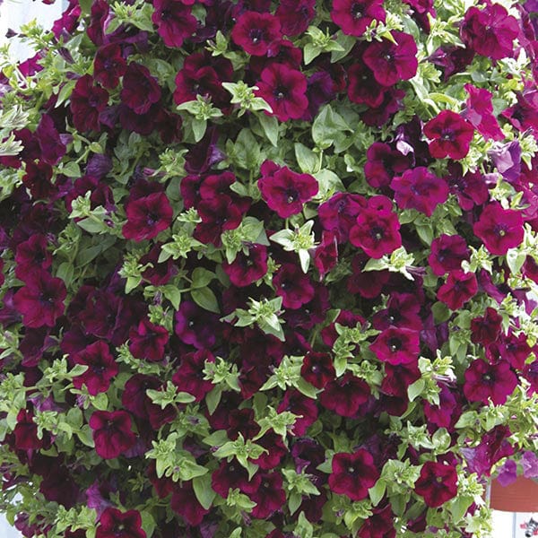 dt-brown 5 young plants Surfinia Petunia Burgundy Flower Plants