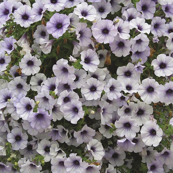 dt-brown FLOWER PLANTS Surfinia Petunia Blue Vein Flower Plants