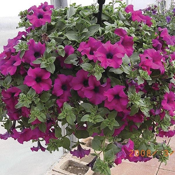 dt-brown FLOWER PLANTS Surfinia Petunia Purple Flower Plants