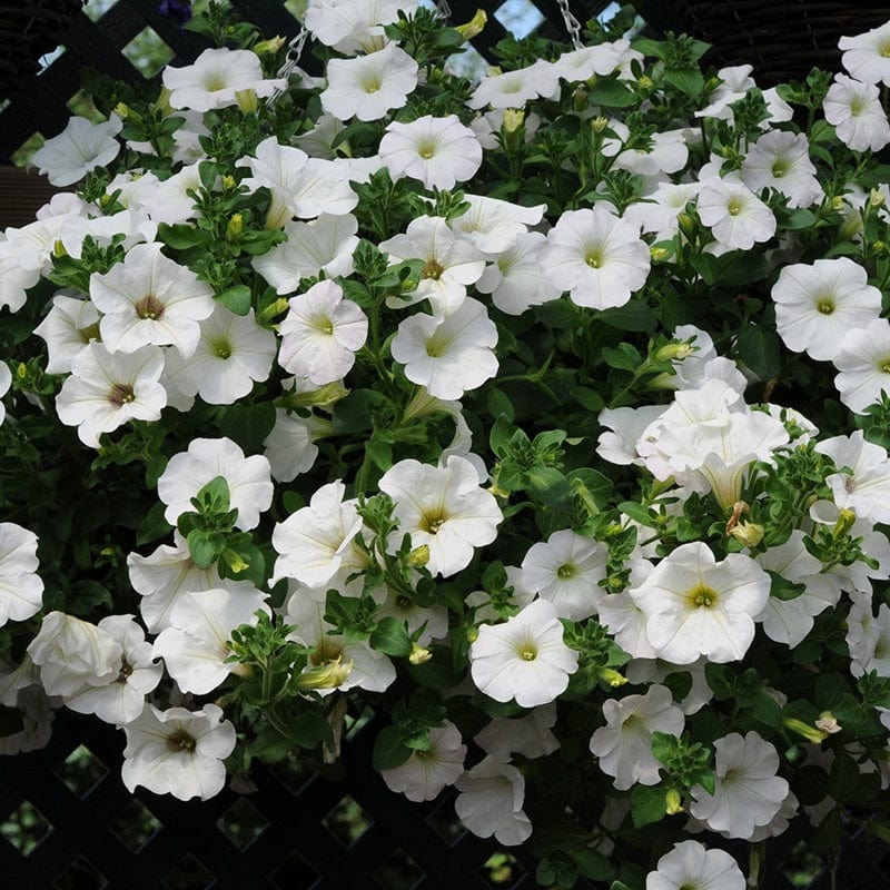 dt-brown FLOWER PLANTS Surfinia Petunia Snow plants