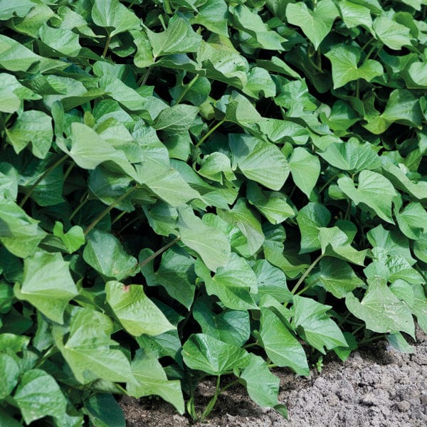 dt-brown VEGETABLE PLANTS Sweet Potato Young Plants Collection