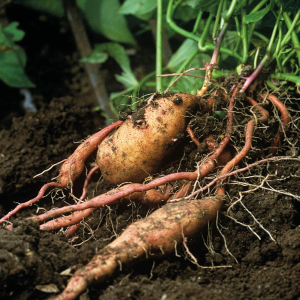 dt-brown VEGETABLE PLANTS Sweet Potato Young Plants Collection