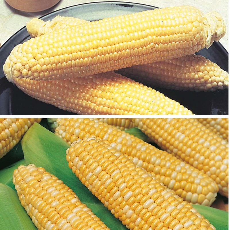 dt-brown VEGETABLE SEEDS Supersweet Sweetcorn Seed Collection