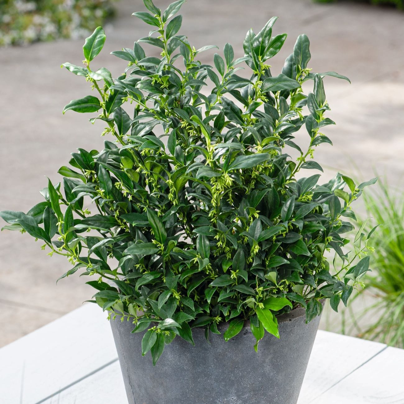 dt-brown FLOWER PLANTS Sarcococca confusa