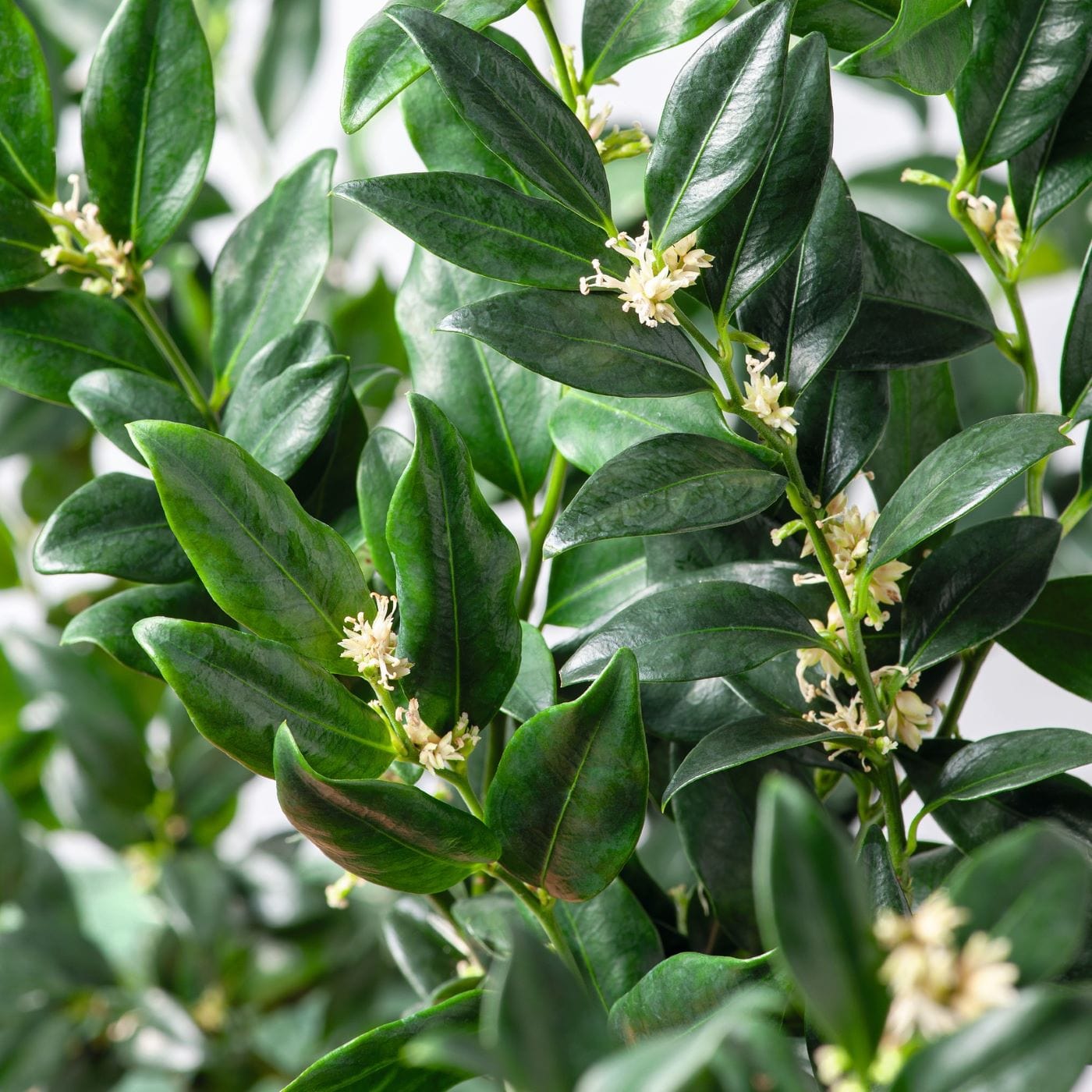 dt-brown FLOWER PLANTS Sarcococca confusa