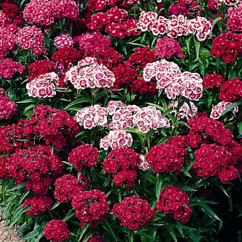 dt-brown FLOWER PLANTS Sweet William Messenger Mix Flower Plants