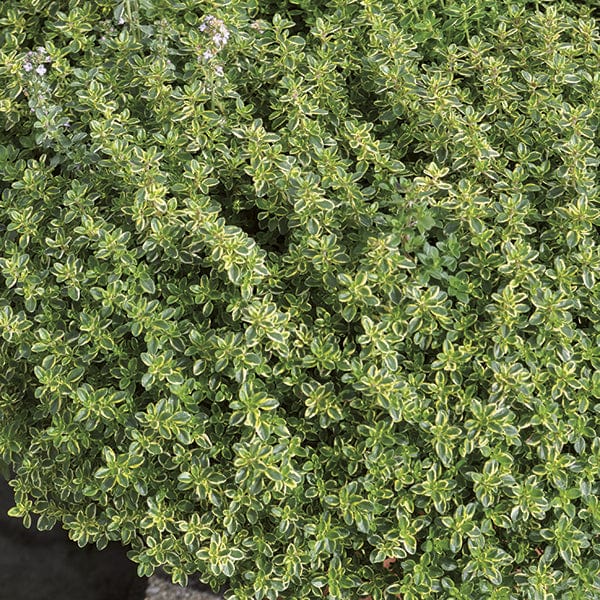 dt-brown VEGETABLE PLANTS Lemon Thyme Herb Plants