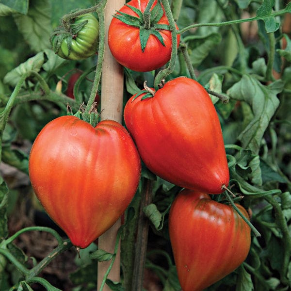 dt-brown VEGETABLE PLANTS Tomato Coeur de Boeuf (Beefsteak) Grafted Plants