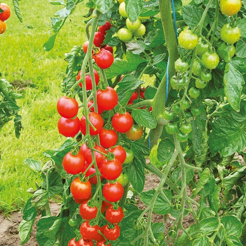 dt-brown VEGETABLE PLANTS Tomato Supersweet (Cherry) Grafted Plants