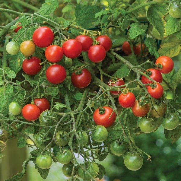 dt-brown VEGETABLE PLANTS 3 x 9cm Potted Plants (LATE) Tomato Losetto (Cherry) Veg Plants