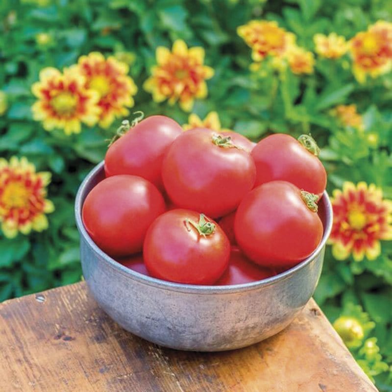 dt-brown VEGETABLE PLANTS 3 x 9cm Potted Plants (LATE) Tomato Crimson Crush F1 (Large) Veg Plants