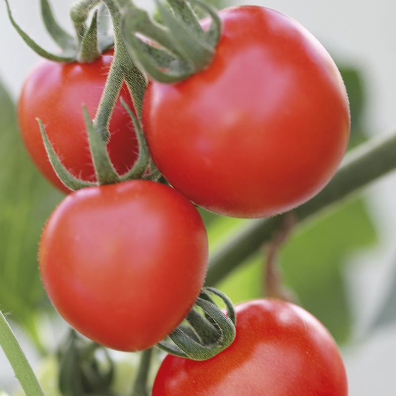 dt-brown VEGETABLE PLANTS 3 x 9cm Potted Plants (LATE) Tomato Mountain Magic F1 (Medium) Veg Plants