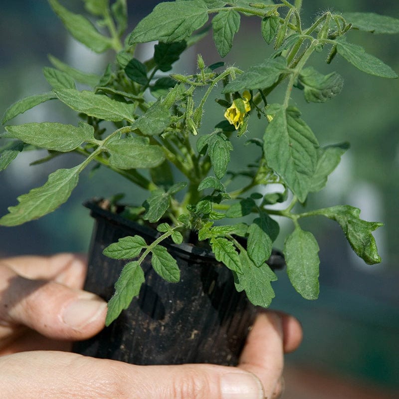 dt-brown VEGETABLE PLANTS Squash 9cm Plant Collection