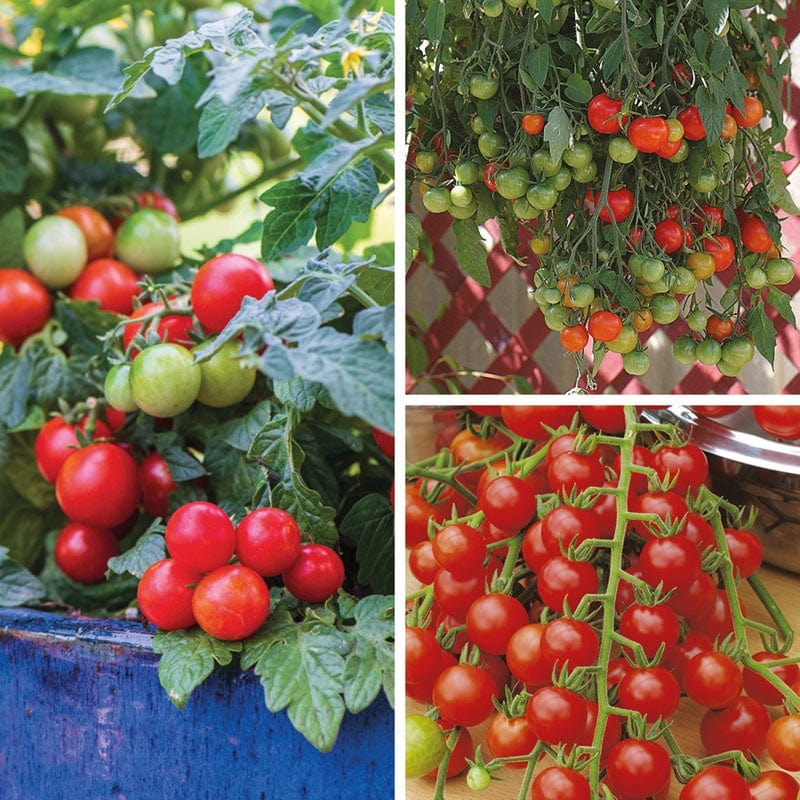 dt-brown VEGETABLE PLANTS 3 x 9cm Potted Plants (LATE) Basket and Container Tomato Plant Collection