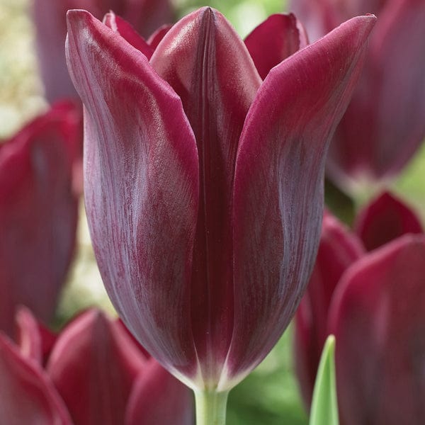 dt-brown FLOWER BULBS Tulip Havran Flower Bulbs