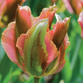 dt-brown FLOWER BULBS Tulip Artist Bulbs