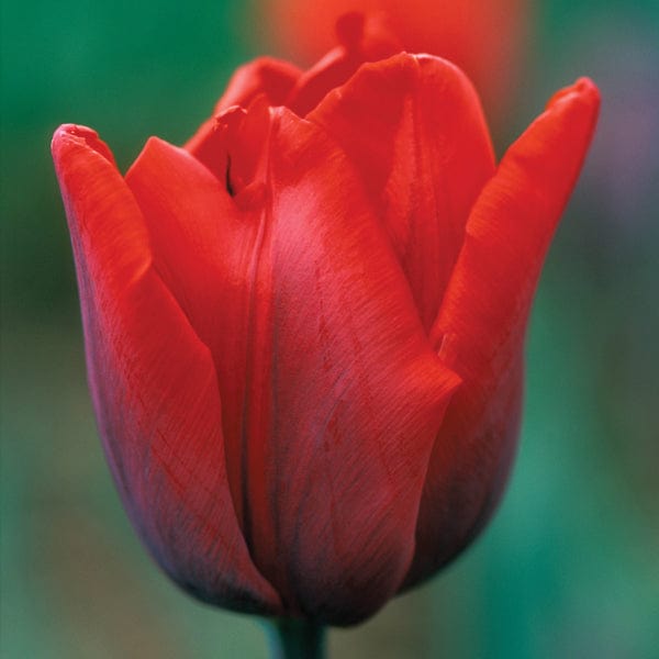 dt-brown FLOWER BULBS Tulip Coleur Cardinal Flower Bulbs