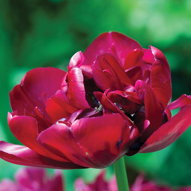 dt-brown FLOWER BULBS Tulip Antraciet Bulbs