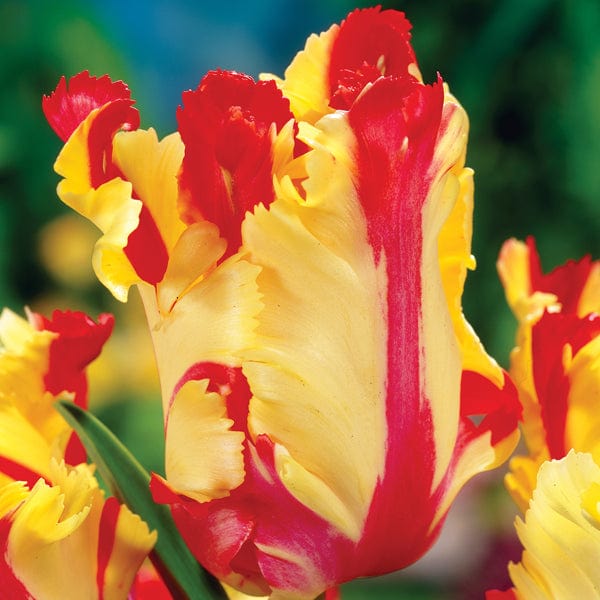 dt-brown FLOWER BULBS Tulip Flaming Parrot Flower Bulbs