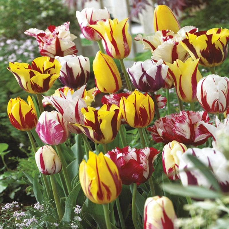 dt-brown FLOWER BULBS Tulip Rembrandt  Flower Bulb Mix