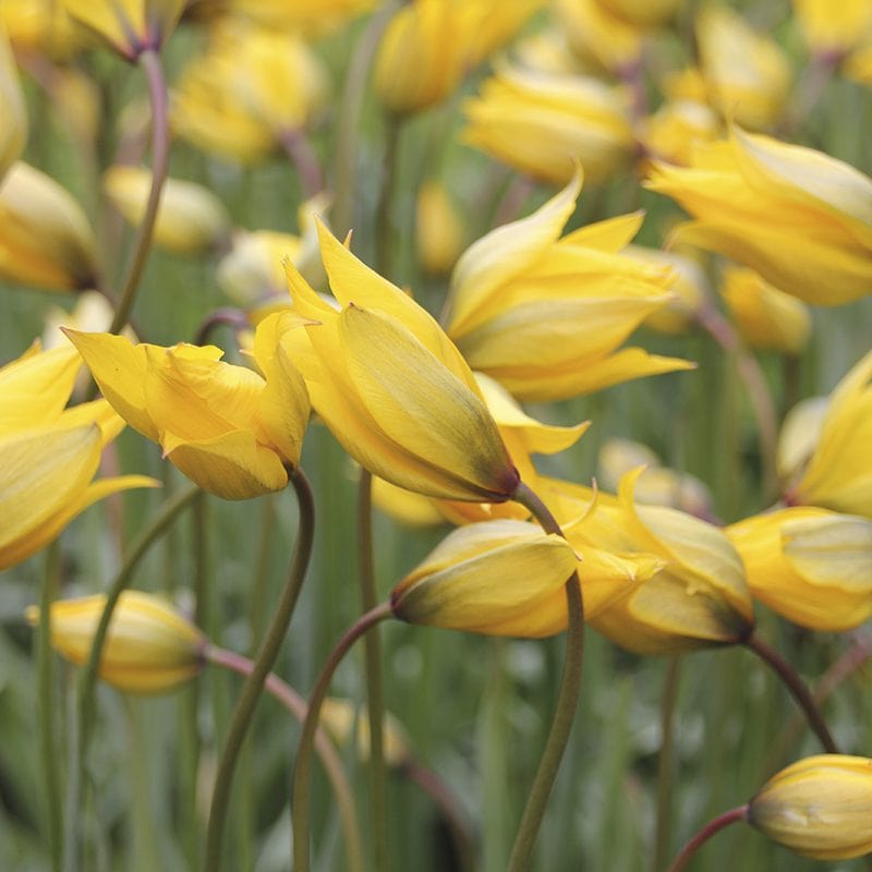 dt-brown FLOWER BULBS Tulip sylvestris Bulbs