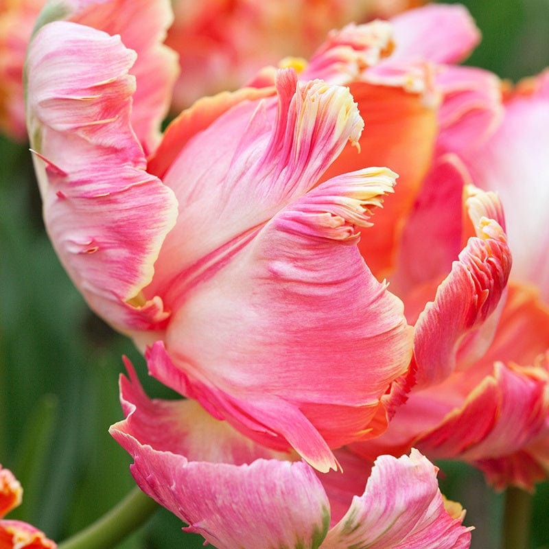 dt-brown FLOWER BULBS Tulip Avignon Parrot Bulbs