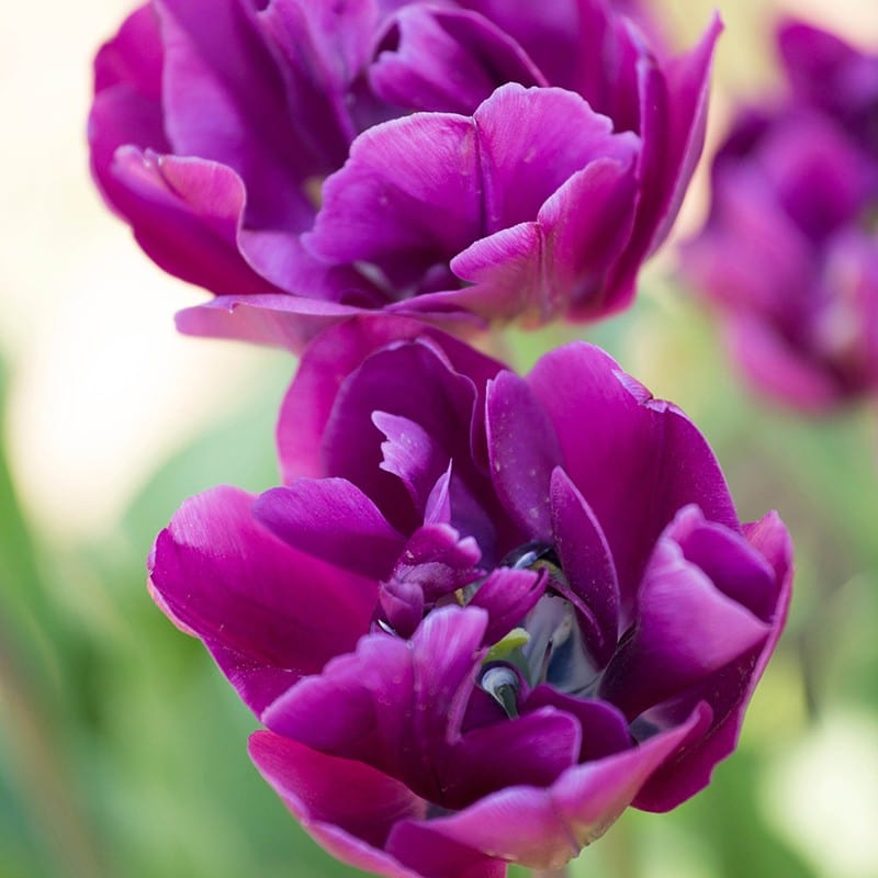 dt-brown FLOWER BULBS Tulip Blue Wow Bulbs