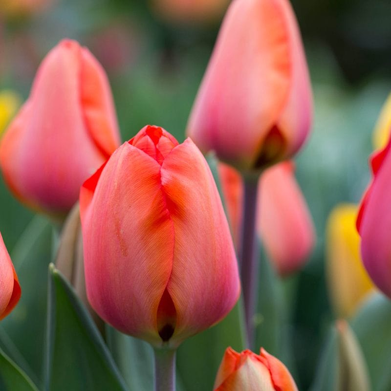 dt-brown FLOWER BULBS Tulip Apricot Impression Bulbs